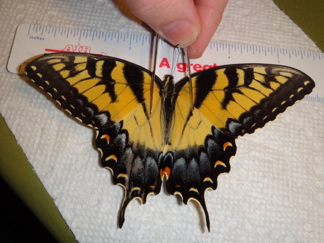 Papilio glaucus female (aberrant) [Internet image property of respective owner, non commercial use only]